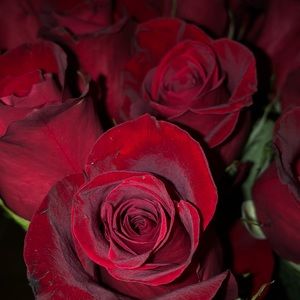 Meet your Posher, Jenny